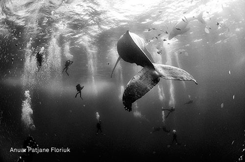 © Anuar Patjane Floriuk - Whale Whisperers