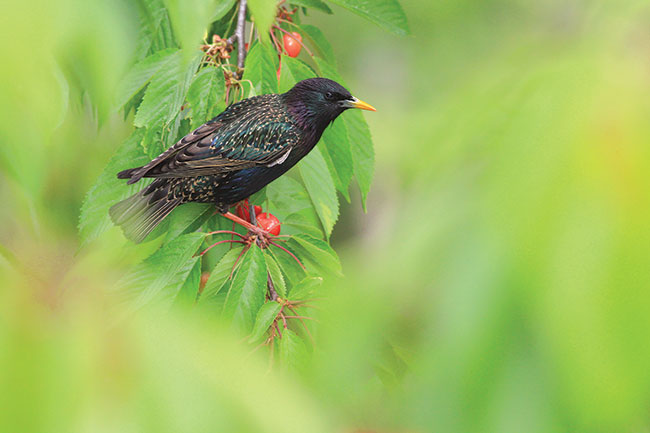 O rado�ci z&nbsp;nieostro�ci w&nbsp;fotografii ptak&oacute;w
