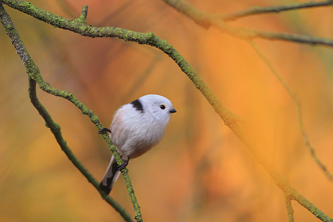 O rado�ci z&nbsp;nieostro�ci w&nbsp;fotografii ptak&oacute;w