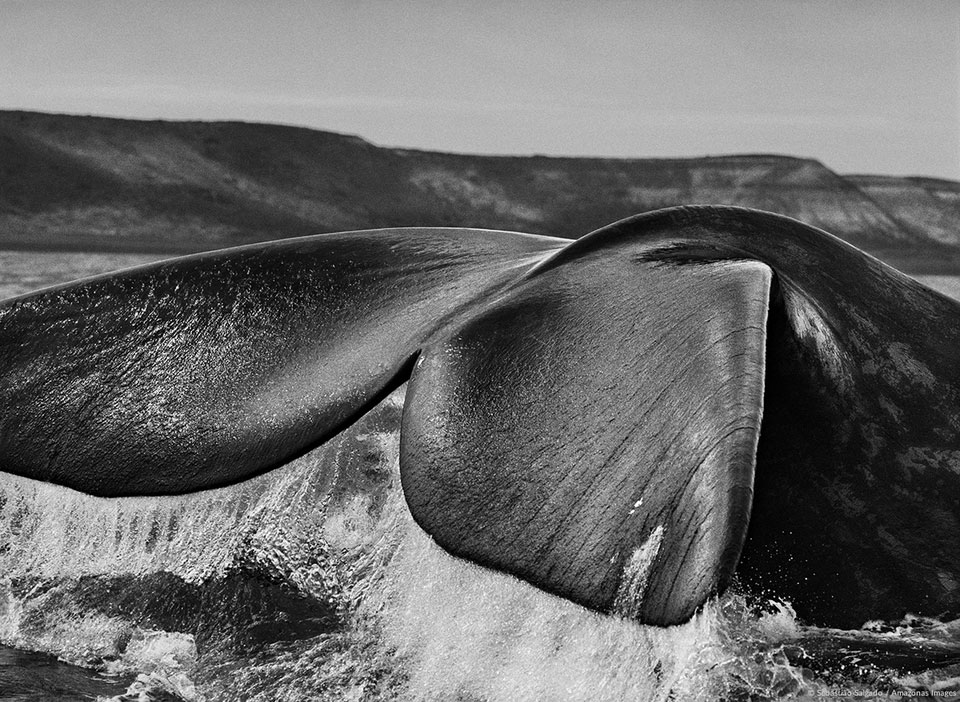 © Sebastião Salgado / Amazonas Images