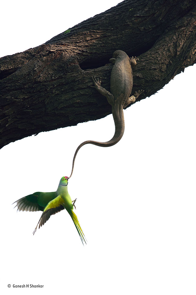 © Ganesh H. Shankar_Wildlife Photographer of the Year_ Birds winner