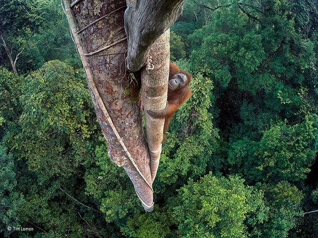 © Tim Laman_Wildlife Photographer of the Year_ Grand Title winner