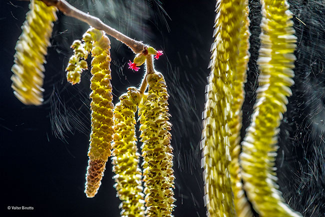 © Valter Binotto_Wildlife Photographer of the Year_ Plants winner