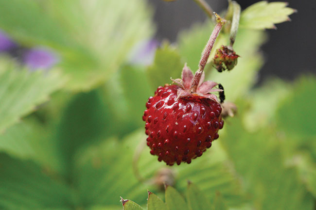 Makro z du iloci szczegóów moliwe jest nawet przy ISO 6400.