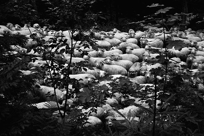 Owce s� �r&oacute;d�em we�ny, mleka i&nbsp;mi�sa. Do obowi�zk&oacute;w juhasa nale�y ca�odobowa opieka nad owcami, ich wypasanie, strzy�enie oraz dojenie. Owce strzy�one s� dwa razy w&nbsp;roku. Dojenie odbywa si� 2 razy dziennie, o&nbsp;4 rano i&nbsp;o 3 po&nbsp;po�udniu. Z jednego dojenia uzyskuje si� 4-5 wiader mleka, ka�dorazowo towarzyszy temu wyr&oacute;b oscypka, buncu i&nbsp;��tycy. Oscypki w�dzone s� 3 dni.  fot. Krystian Bielatowicz