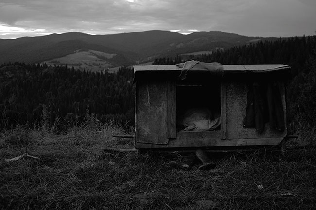 Zagro�eniem dla owiec jest nie tylko zanik tradycji juhaskiej, ale r&oacute;wnie� ich wr&oacute;g naturalny &ndash; wilk. Aby je chroni�, juhasi �pi� obok nich, w&nbsp;prozaicznych budkach, pomagaj� im te� psy pasterskie.fot. Krystian Bielatowicz