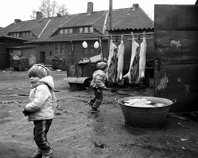 Krzysztof Miller - winiobicie na podwórku przykopalnianego familoka, Zabrze, 25.03.1990