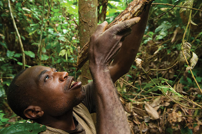 Raz jeszcze Pigmeje Baka w&nbsp;�rodkowoafryka�skiej d�ungli. Gaston (tak, prawdziwe imi�) pije wod� z&nbsp;liany.