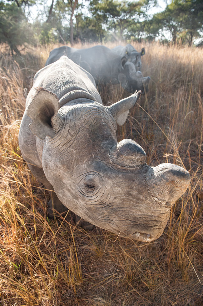 Mody nosoroec czarny. Wykonanie takiego zdjcia wymaga sporej wiedzy o zwierztach i buszu, chyba e kto zakada, e to jego ostatnie zdjcie.