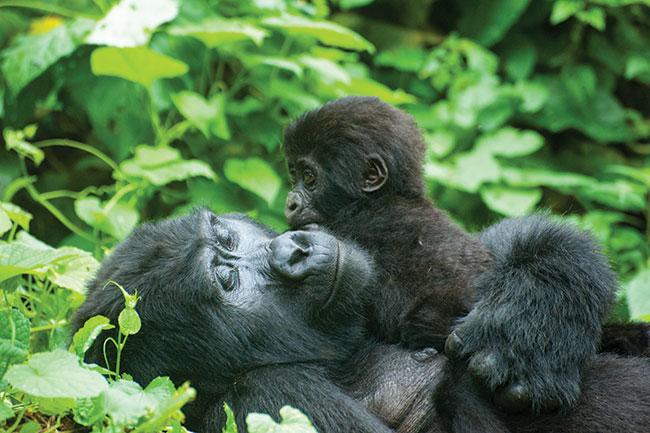 Jedna z&nbsp;ostatnich rodzin goryli g&oacute;rskich na&nbsp;�wiecie. Na ten skrawek d�ungli ostrz� sobie z�by mi�dzynarodowe koncerny wydobywcze. Bwindi, Uganda.