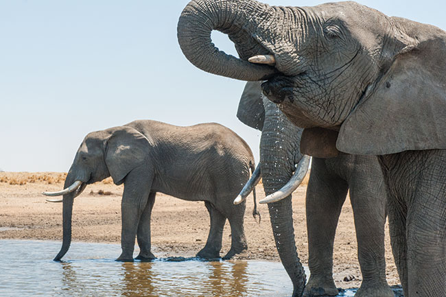 Imire, Zimbabwe. Korzy�� z&nbsp;wracania w&nbsp;te same miejsca. Za ka�dym razem mo�na podej�� troch� bli�ej.