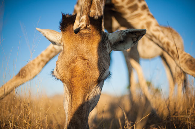 Zasada dobrej fotografii w&nbsp;akcji to &bdquo;blisko i&nbsp;nisko&rdquo;. Bli�ej i&nbsp;ni�ej si� nie da.