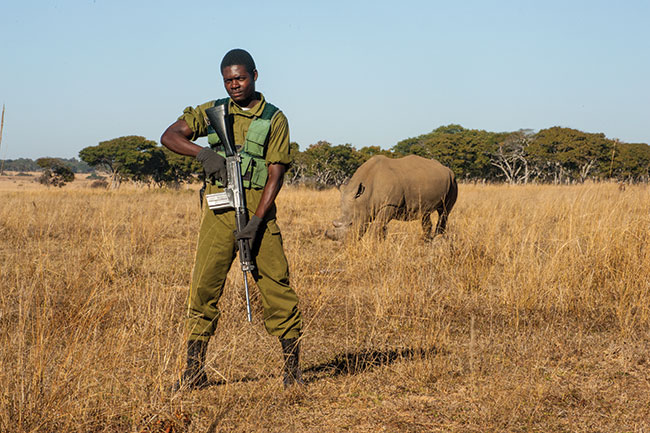  Imire, Zimbabwe. Krytycznie zagroone nosoroce czarne s chronione przed kusownikami. Kilogram rogu kosztuje 70 tys. dolarów.
