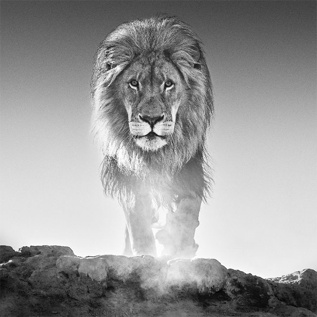 David Yarrow