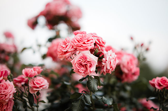 AF 85 mm f/1,4, fot. Stephan Forstmann