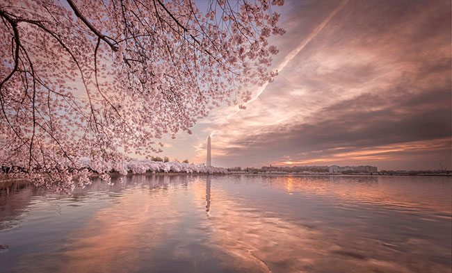 Spring in DC – Prof. Fadi Matar (USA) – Zoty Medal Fotoklubu RP