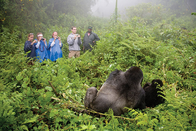 Ostatnie goryle górskie mieszkaj w Rwandzie na zboczach wulkanu Karisimbi w masywie gór Wirunga. Tropienie ich i dotarcie do stada wielkich ssaków zajmuje wiele godzin. Canon EOS 5D + Canon 28–70 mm f/2,8.