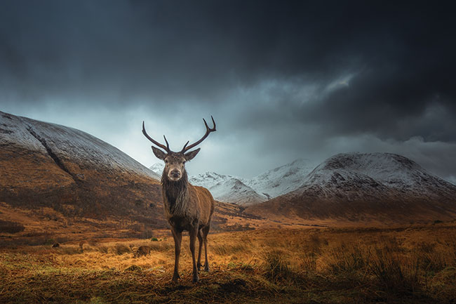 The King – Jelen napoktany w górach Szkocji;  Canon EOS R + 16–35 f/4 IS USM