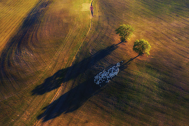 Wzgórza Toskanii i chowajce si w cieniu owce; Mavic PRO 2.