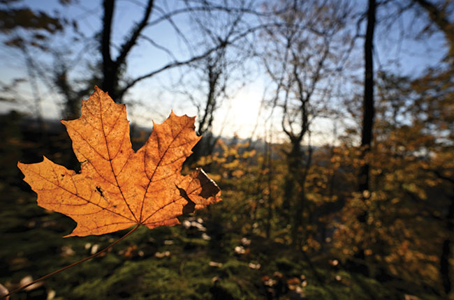 Cieszyn, Zamkowe wzgórze. Aparat pomóg zapa promienie poudniowego soca w jesiennym liciu. Nikon Z 6II + Z 14–24 mm f/2,8 S; par. eksp.: 1/640 s; ISO 100; f/5; f=14 mm; fot. K. Patrycy