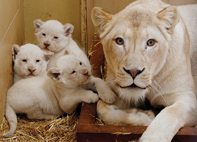 Trzy mae biae lwy z czujn matk Azir w prywatnym zoo w Borysewie, Polska, 11 marca 2014 r. Urodzone 28 stycznia 2014 r. Trzymano je w domu z powodu zimna, zostay wypuszczone na zewntrz w kwietniu. (fot. AP Photo / Czarek Sokoowski)