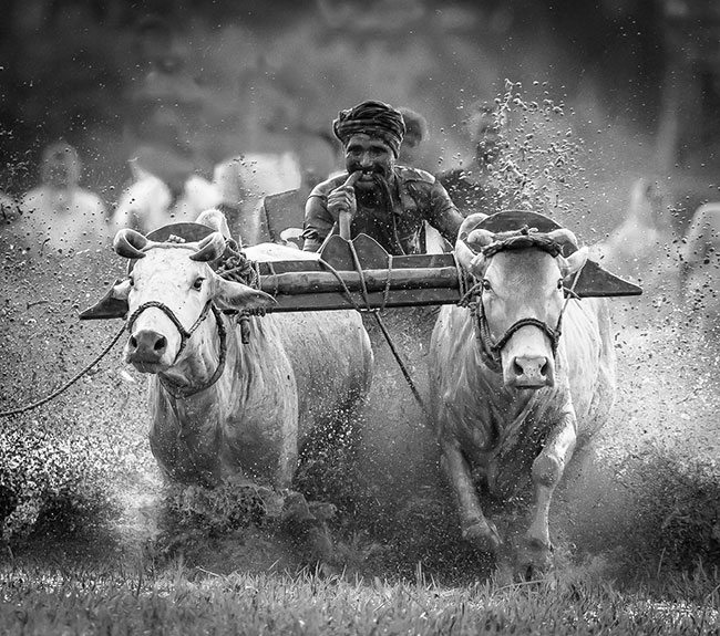Zoty Medal PhotoArtMedica – Cow run – dr Shourjendra Datta, Indie
