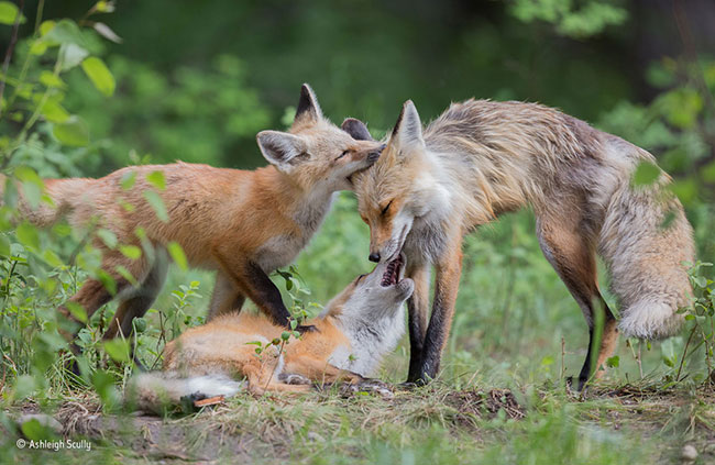 © Ashleigh Scully Wildlife Photographer of the Year