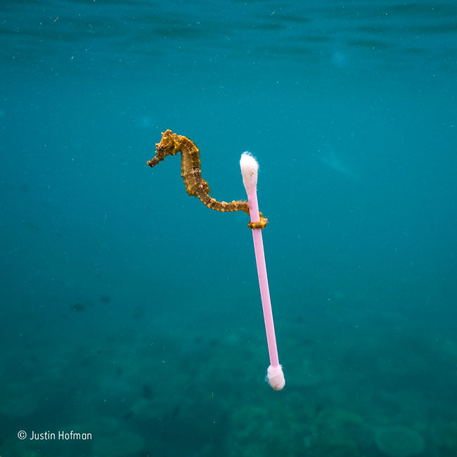 © Justin Hofman Wildlife Photographer of the Year