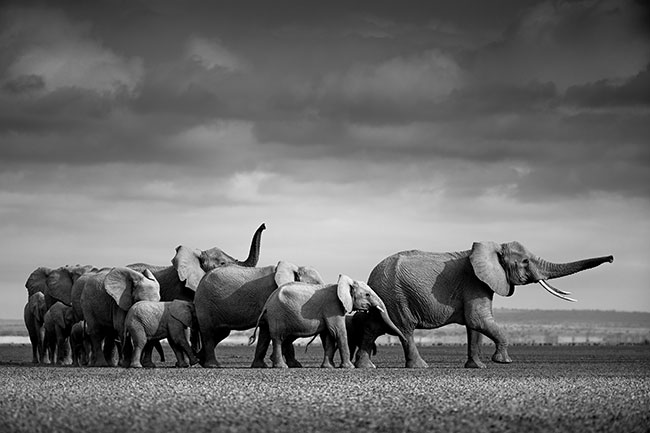 © Natural history photographer and Canon Ambassador, Pie Aerts