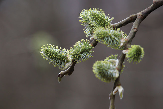 Gdzie� na&nbsp;szlaku w&nbsp;Bieszczadach. �adnie wyselekcjonowany motyw za&nbsp;pomoc� obiektywu Canon EF-M 55&ndash;200 mm f/4,5&ndash;6,3 IS STM. Canon EOS M50 II + 55&ndash;200 mm f/4,5&ndash;6,3; par. eksp.: 1/400 s; ISO 800; f/9; f=181&nbsp;mm