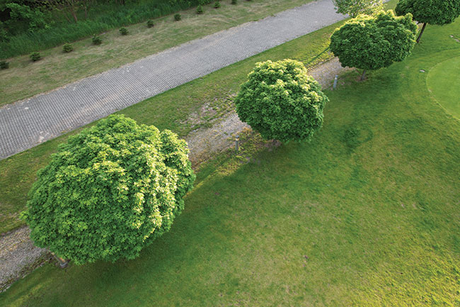 Nietypowe ujęcie drzew w parku sprawia, że odbieramy ten obraz z zainteresowaniem; par. eksp.: 1/100 s; ISO 100; f/2,8; f=22 mm.