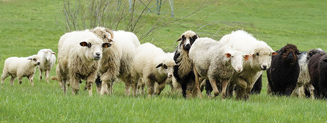 Bieszczady, owce na wypasie. Obraz zarejestrowany dziki ogniskowej 150 mm (fragment wikszego kadru). Sony A7III + Tamron 150-500 mm f/5-6,7; par. eksp.: 1/500 s; ISO 800; f/8; f=150 mm; fot. K. Patrycy