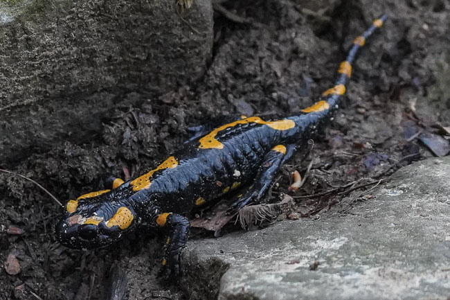 Bieszczady, salamandra. To doskonay przykad na to, e obiektyw mona wykorzysta do makrofotografii. Sony A7III + Tamron 150-500 mm f/5-6,7; par. eksp.: 1/500 s; ISO 6400 f/5; f=150 mm; fot. K. Patrycy