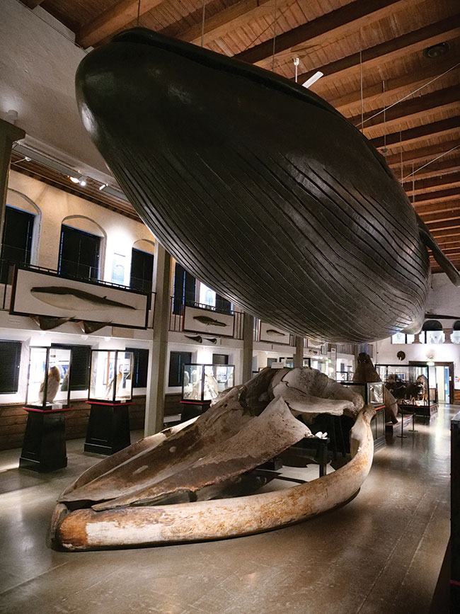 Sandefjord, Muzeum Wielobnictwa (na zdjciu po lewej, zabytkowe wejcie do muzeum, jednak wejcie na wystaw jest z drugiej nowoczesnej czci budynku), Norwegia. To muzeum to gówna atrakcja miejscowoci, polecam. Na czterech pitrach znajdziemy a dwa gigantyczne szkielety wielorybów, które uwiadamiaj nam potg tych zwierzt. W rodku mona wykonywa zdjcia bez ogranicze. Tutaj przydao nam si ISO 6400. Podczas wizyty udao nam si nakrci krótki filmik w muzeum ukazujcy jeden ze szkieletów wieloryba, który mia ok. 25 metrów dugoci, a osobniki sfilmowane wa ok. 75 ton. Zeskanuj kod QR obok, eby go obejrze. Przy okazji krcenia filmu system stabilizacji i AF zadziaay bardzo dobrze; Panasonic GH5 II + 12–60 mmf/2,8–4; par. eksp.: 1/100 s; ISO 6400; f/2,8; f=12 mm; fot. K. Patrycy
