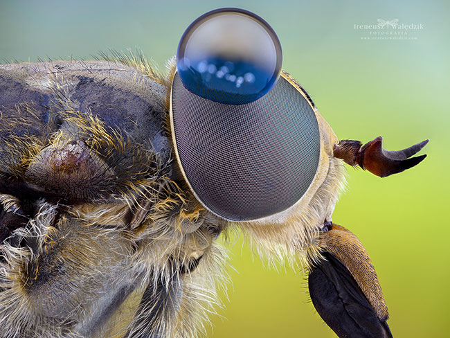 Laowa 50 mm f/2,8 2X Ultra Macro APO