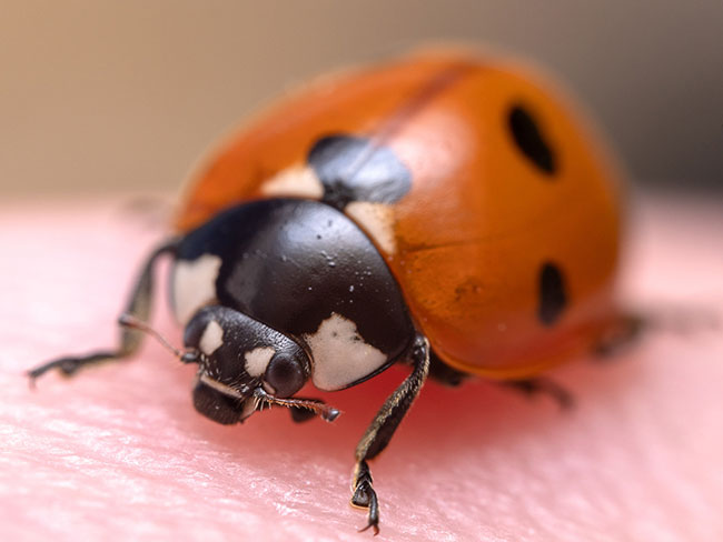 Laowa 50 mm f/2,8 2X Ultra Macro APO