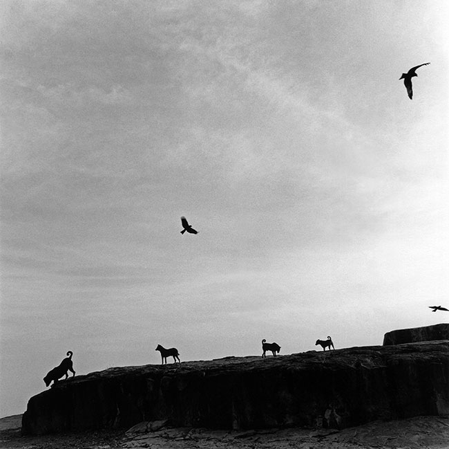 © Graciela Iturbide, Perros Perdidos, India, 1998