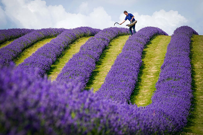 Lavender farmer Rory Irwin, from Scottish Lavender Oils, inspects the rows of folgate lavender ahead of this year's harvest at Tarhill Farm in Kinross. Picture date: Tuesday July 27, 2021.  Photograph: Jane Barlow