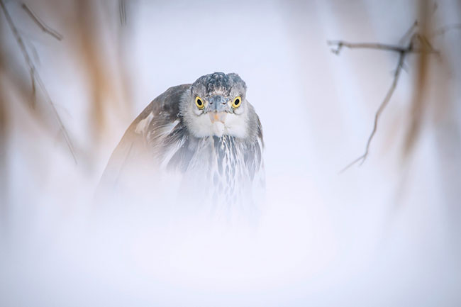 „Czapla zimową porą”, fot. Mariusz Kowalski