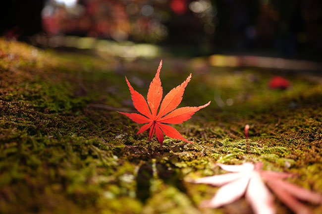 Sigma fp L + Sigma 20 mm f/2 DG DN; par. eksp.: f/2; 1/1250 s; ISO 400; fot. Shinich Hanawa