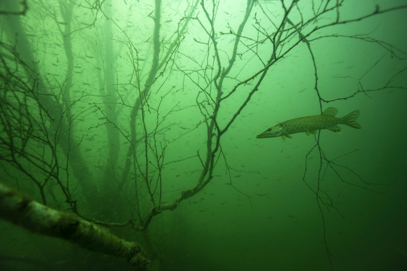 III miejsce „Szczupak w podwodnym lesie”, fot. Wojciech Nawrocki
