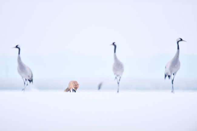 „Zimowe polowanie”, fot. Mikoaj Arndt