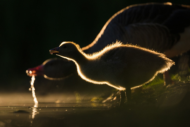 II miejsce „Gęsi poranek”, fot. Michał Janiak