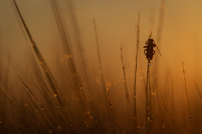 „Poranek na łące”, fot. Paweł Batycki,