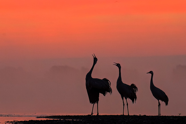„Świt z żurawiami”, fot. Rafał Lebiedziński