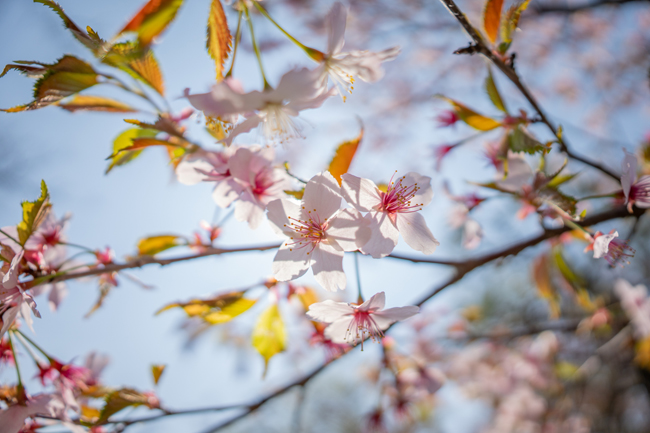 fot. Masami Tanaka