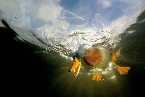 Fotografia Dzikiej Przyrody 