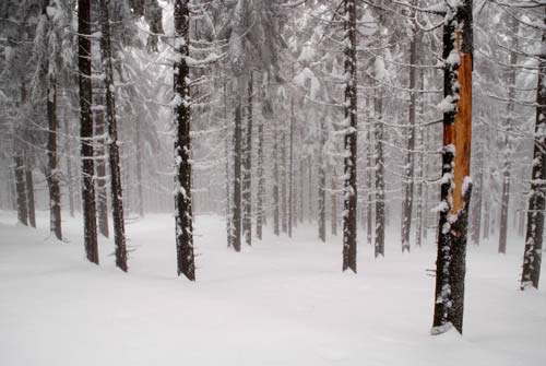 Micha� Budzy�ski