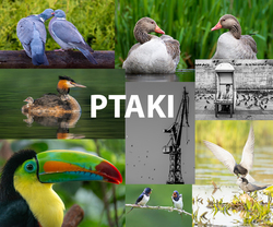 Ptaki - pi�ty etap Ligi Foto-Kuriera 2026 - termin wgrywania zdj�� mija 1 lipca o�23.59