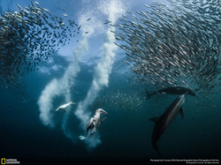 Znamy zwycizcw National Geographic Nature Photographer of the Year 2016